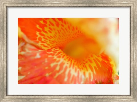 Framed Orange Canna Flower Detail Print