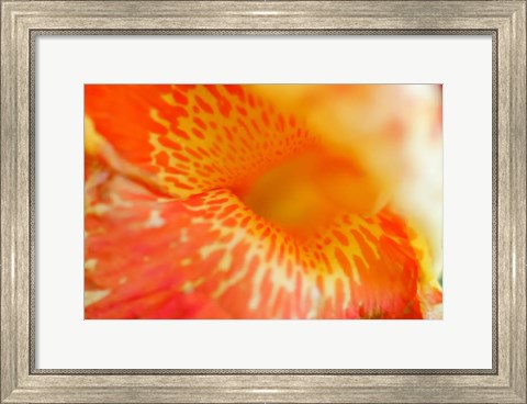 Framed Orange Canna Flower Detail Print