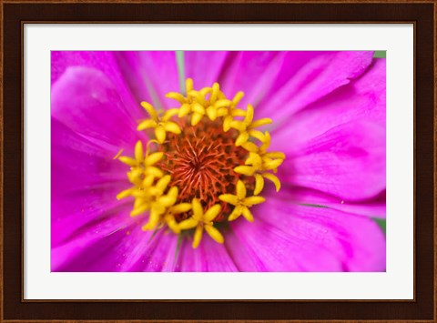 Framed Hot Pink Zinnia Flower Print