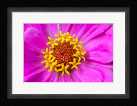 Framed Hot Pink Zinnia Flower Print
