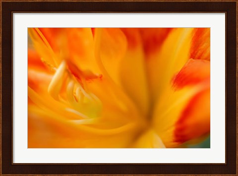 Framed Orange Daylily Print