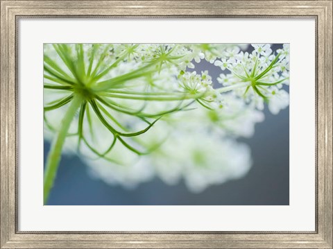 Framed Queen Anne&#39;s Lace Flower 3 Print
