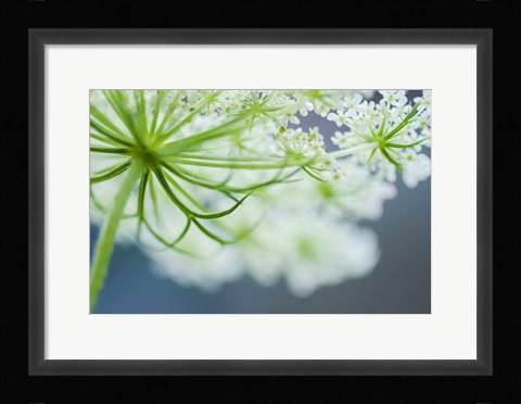 Framed Queen Anne's Lace Flower 3 Print