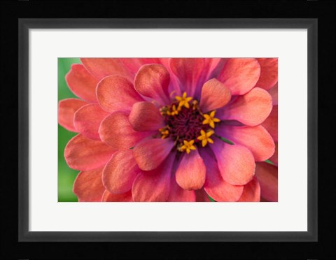 Framed Zinnia Blossom 1 Print
