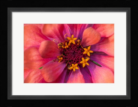 Framed Zinnia Blossom 2 Print