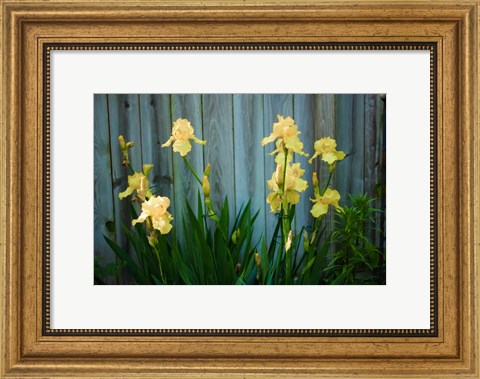Framed Yellow Bearded Iris And Rustic Wood Fence Print