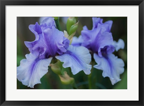 Framed Lavender Iris 1 Print