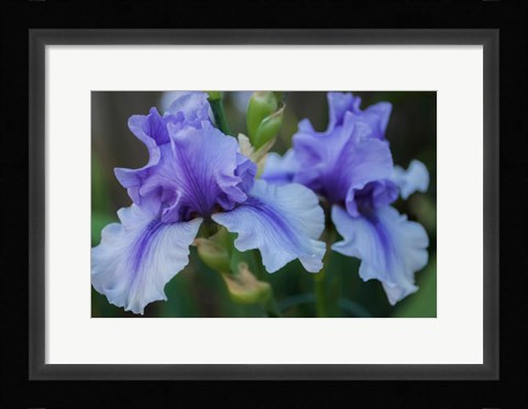 Framed Lavender Iris 1 Print