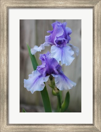 Framed Lavender Iris 2 Print