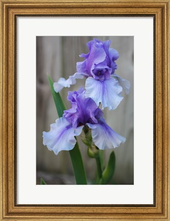 Framed Lavender Iris 2 Print