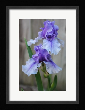Framed Lavender Iris 2 Print
