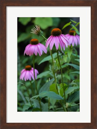 Framed Purple Coneflowers 1 Print