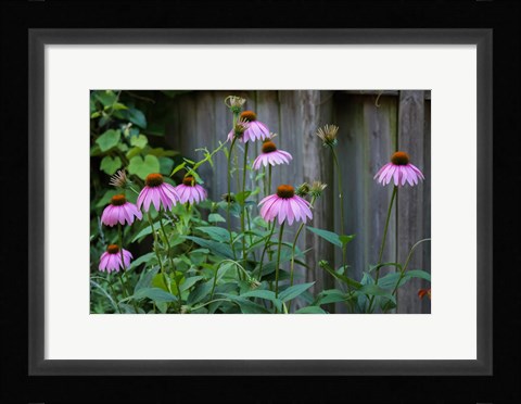 Framed Purple Coneflowers 2 Print