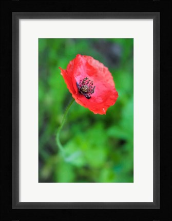 Framed Red Poppy Flower 1 Print