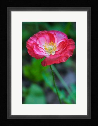 Framed Pink Poppy Flower Print