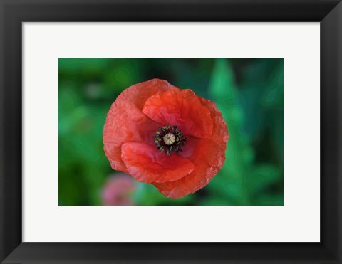 Framed Red Poppy Flower 2 Print