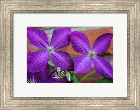 Framed Purple Clematis Flowers 2 Print
