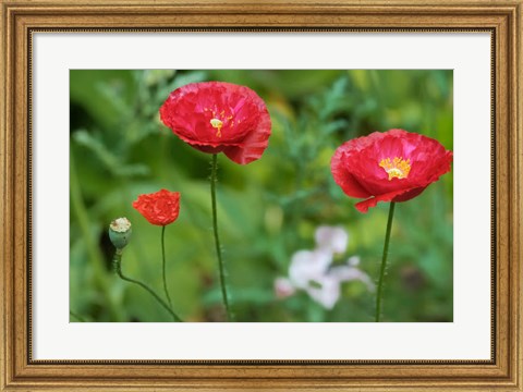 Framed Red Poppy Flowers Print