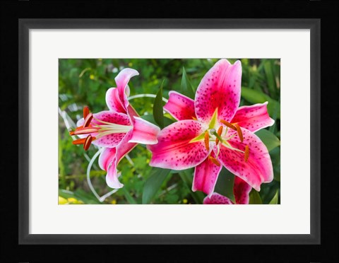 Framed Magenta Stargazer Lily Print