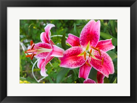 Framed Magenta Stargazer Lily Print