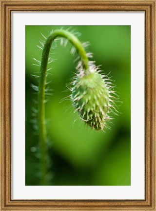 Framed Poppy Flower Bud Print