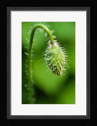 Framed Poppy Flower Bud Print