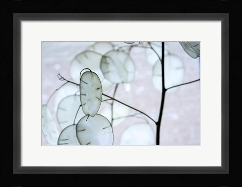 Framed White Money Plant Pods Print