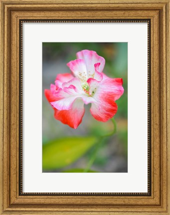 Framed Poppy Flower Print