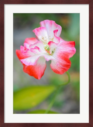 Framed Poppy Flower Print