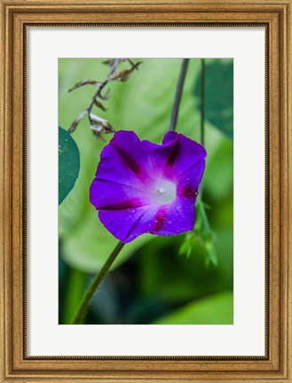 Framed Purple Morning Glory 1 Print