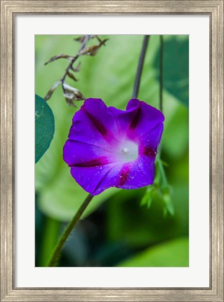 Framed Purple Morning Glory 1 Print
