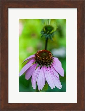 Framed Purple Coneflower Print
