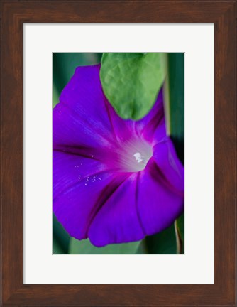 Framed Purple Morning Glory Print