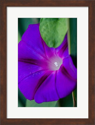 Framed Purple Morning Glory Print