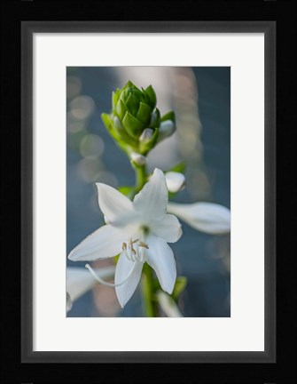 Framed Hosta Bloom Print