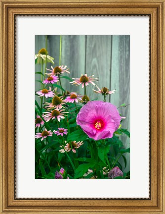 Framed Summer Garden Flowers 2 Print