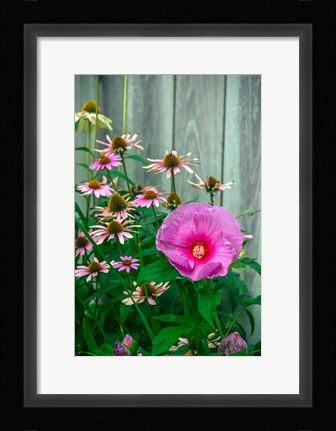 Framed Summer Garden Flowers 2 Print