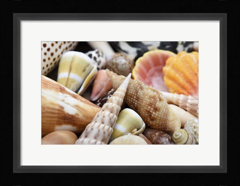 Framed Tropical Shell Still-Life 1 Print