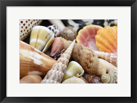 Framed Tropical Shell Still-Life 1 Print