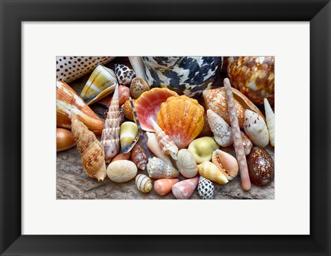 Framed Tropical Shell Still-Life 2 Print