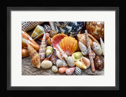 Framed Tropical Shell Still-Life 2 Print