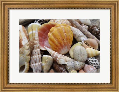 Framed Tropical Shell Still-Life 3 Print