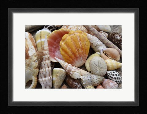 Framed Tropical Shell Still-Life 3 Print