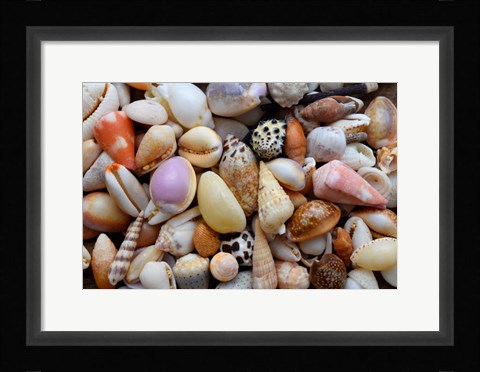 Framed Tropical Shell Still-Life 4 Print