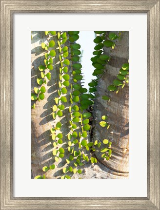 Framed Madagascar Spiny Forest, Anosy - Ocotillo Plants With Leaves Sprouting From Their Trunks Print