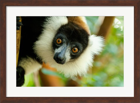 Framed Madagascar, Lake Ampitabe, Headshot Of The Showy Black-And-White Ruffed Lemur Print