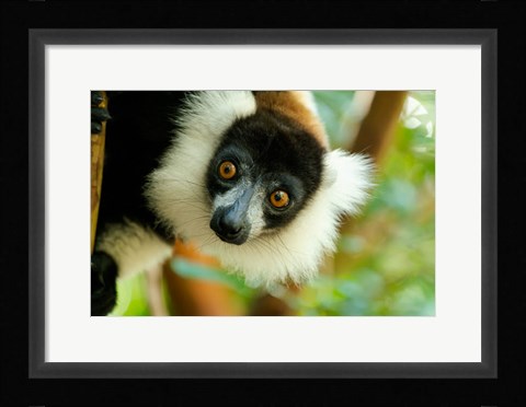 Framed Madagascar, Lake Ampitabe, Headshot Of The Showy Black-And-White Ruffed Lemur Print