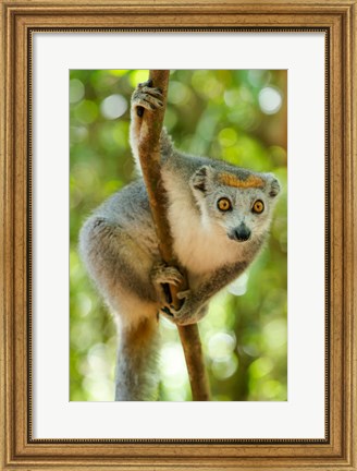 Framed Madagascar, Lake Ampitabe, Female Crowned Lemur Has A Gray Head And Body With A Rufous Crown Print