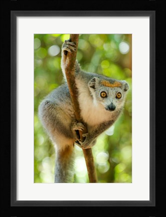 Framed Madagascar, Lake Ampitabe, Female Crowned Lemur Has A Gray Head And Body With A Rufous Crown Print