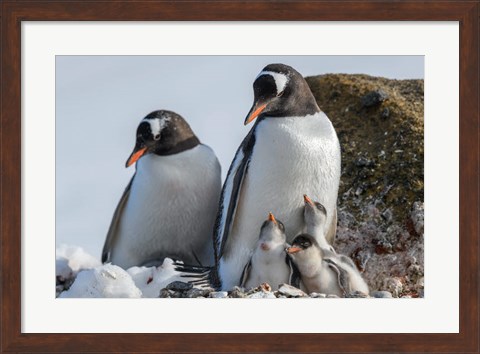 Framed Antarctica, Antarctic Peninsula, Brown Bluff Gentoo Penguin With Three Chicks Print